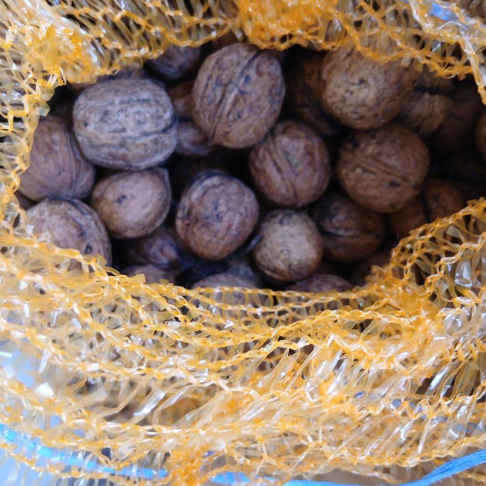 Noix fra�che 
3 Origny-le-Roux (61)