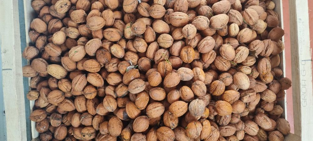 noix fra�che 2 Longny-au-Perche (61)