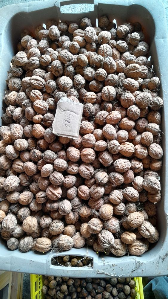 Noix Fraiches BIO non trait�s r�colte 2025 2 Montournais (85)