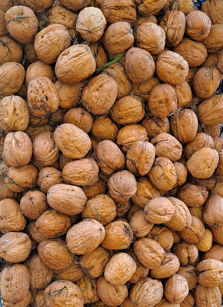 Noix fra�ches 3 Saint-Juvat (22)