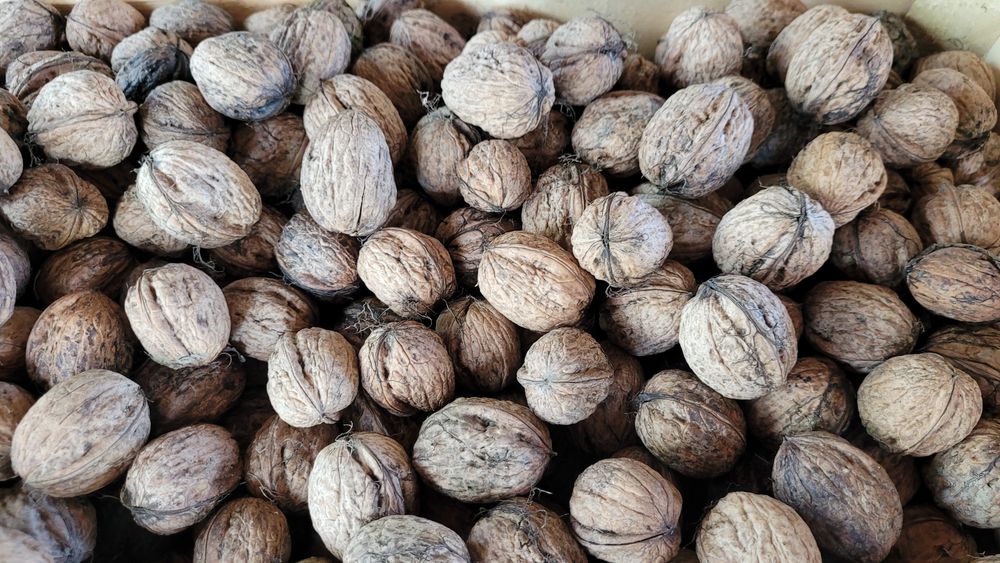 Noix fra�ches 3 Aumur (39)