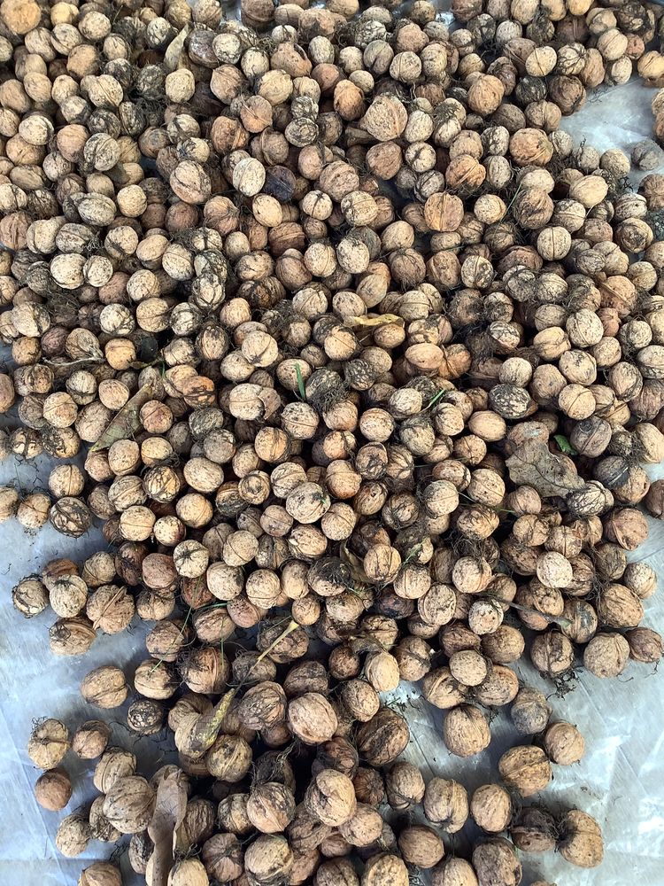 Noix fraiches 2 Andr�sy (78)