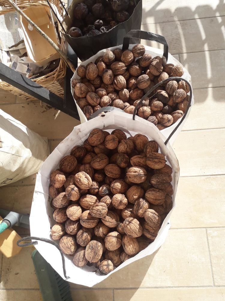 noix du jardin 4 Carri�res-sur-Seine (78)