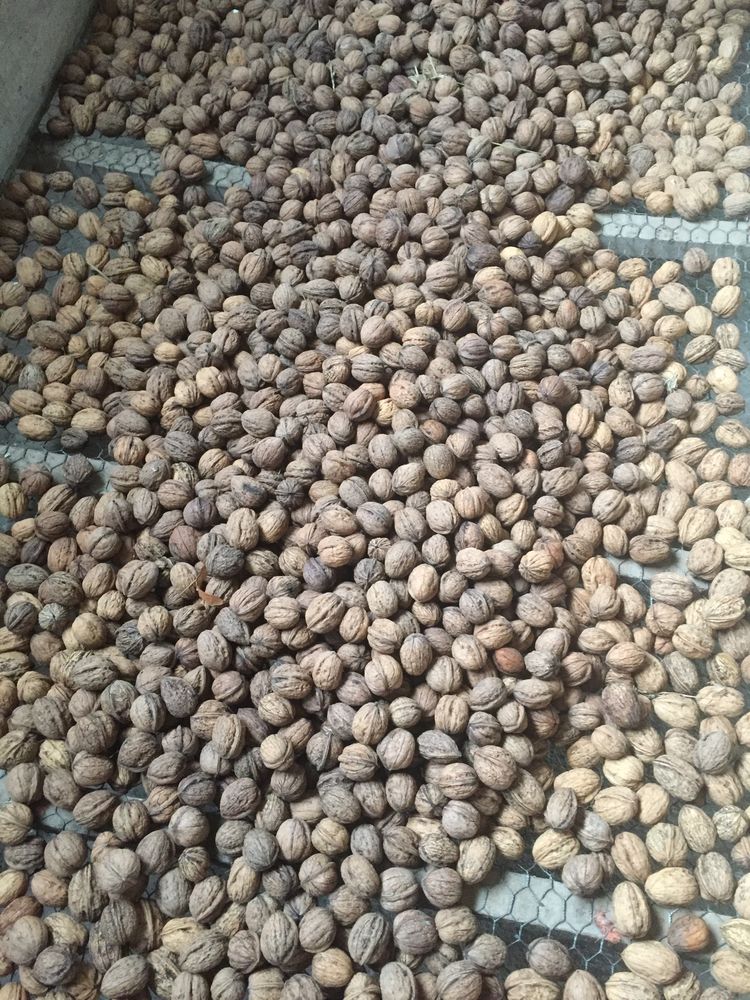 noix du P�rigord 3 Villebois-Lavalette (16)