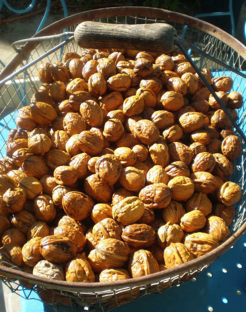 Noix du Perigord,
4 Terrasson-Lavilledieu (24)