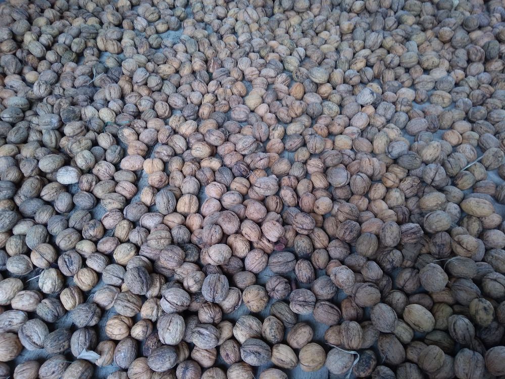 Noix r�colte 2022
3 Le Cendre (63)