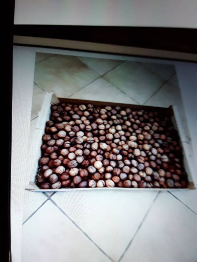 Noix r�colte 2025 2 Barzy-sur-Marne (02)