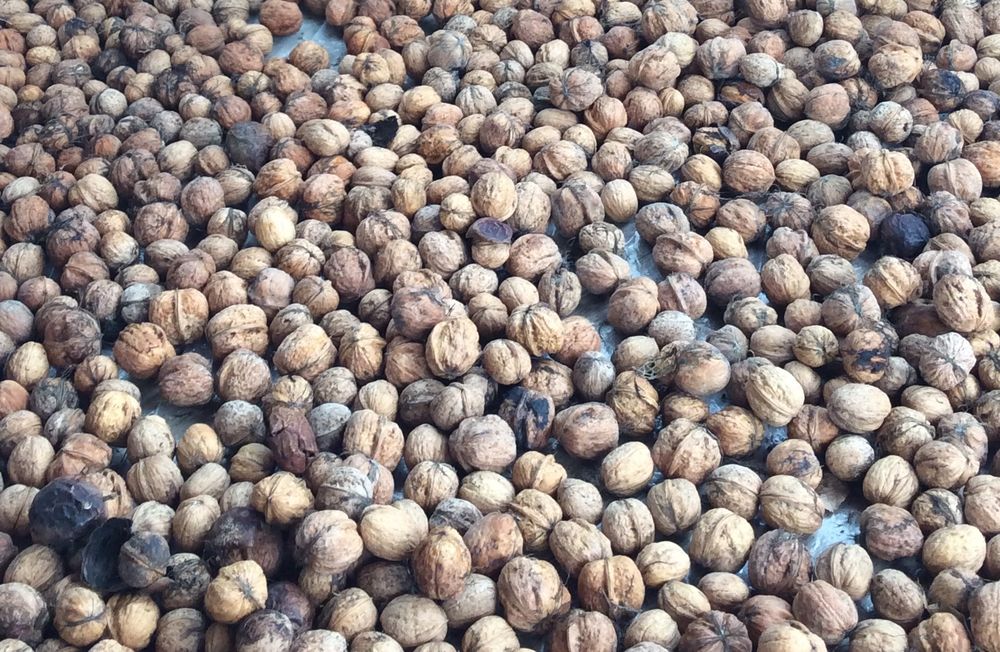 noix recoltes 2020 2 Andr�sy (78)