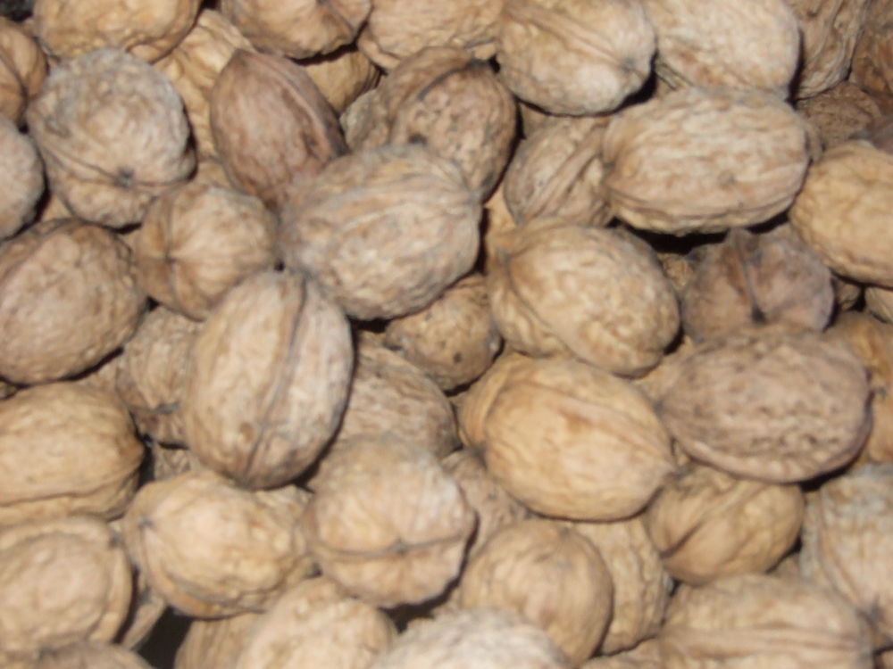 noix s�ches 2.5 a 3 euros le kg 2 Mansac (19)