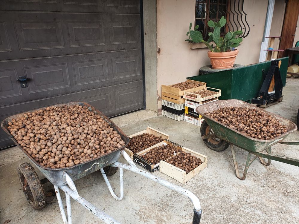 Noix s�ches 2 Bosjean (71)