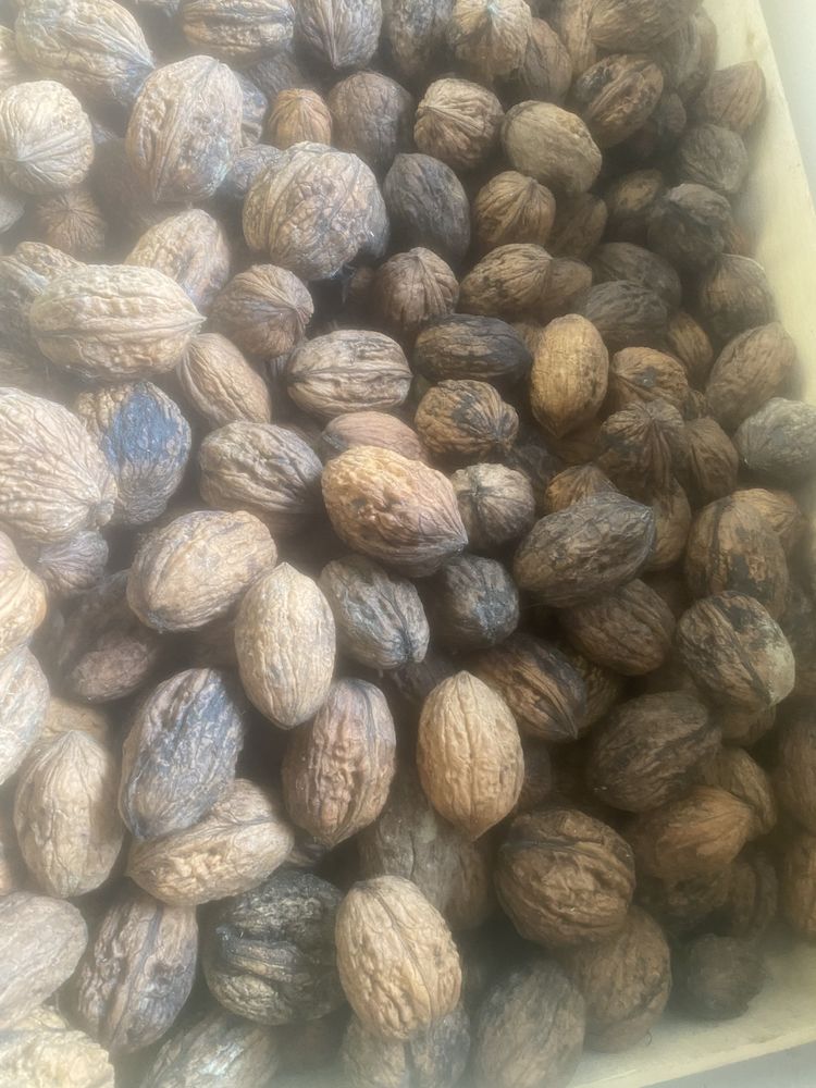 Noix 2.5 Mothern (67)