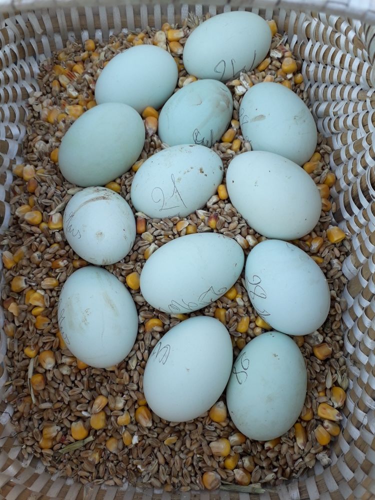 oeuf f�cond�s cream legbar 2 Balaz� (35)