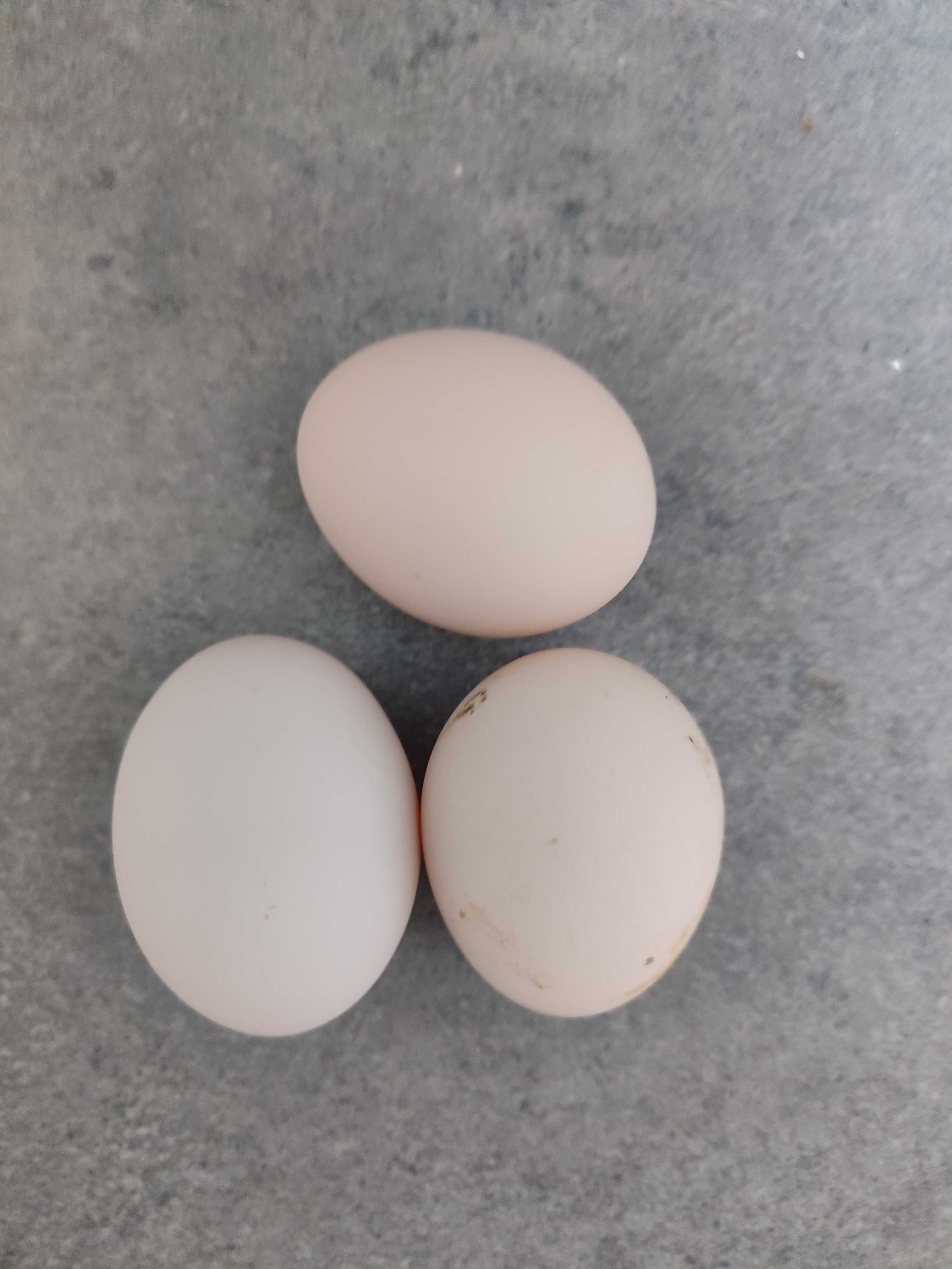 oeufs �  couver sabelpoot 1 Le Neubourg (27)