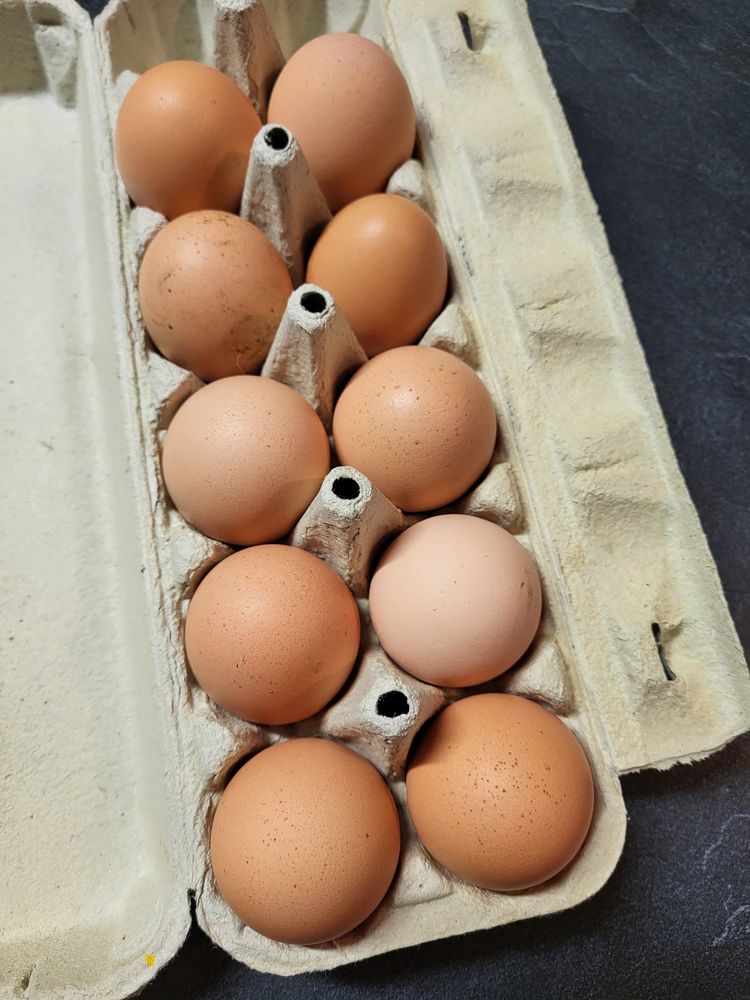 oeufs f�cond�s 3 Pouilly-en-Auxois (21)