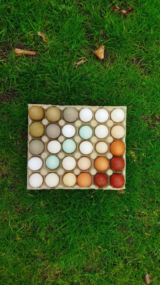 Oeufs f�cond�s 0 Marmagne (18)