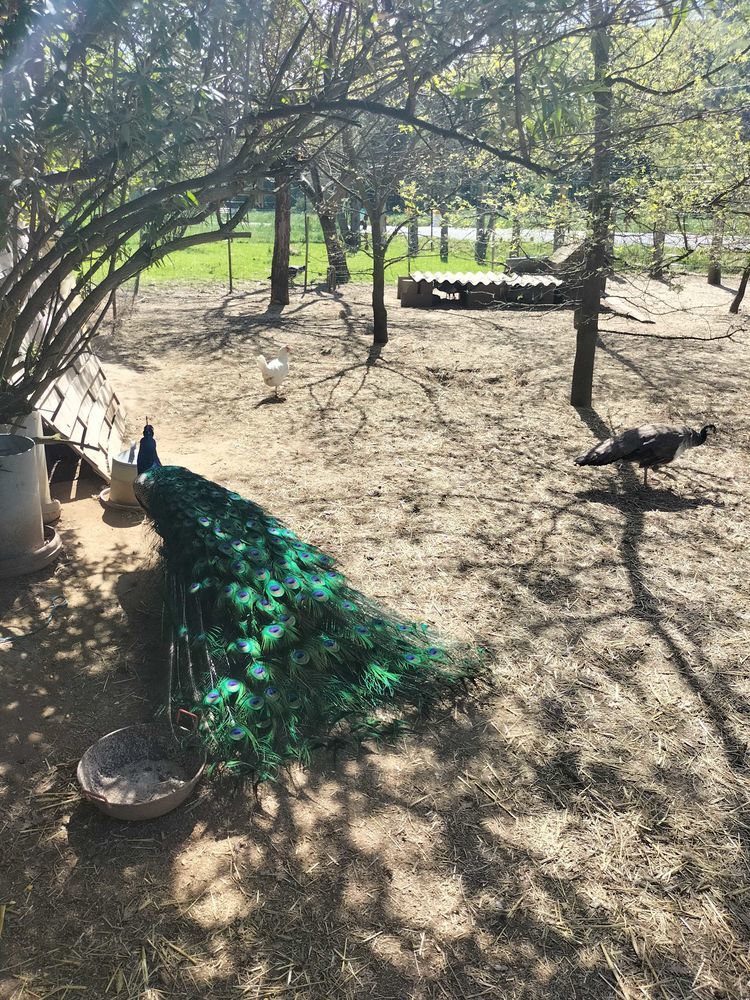 oeufs de paons bleu 0 Charmes-sur-l'Herbasse (26)