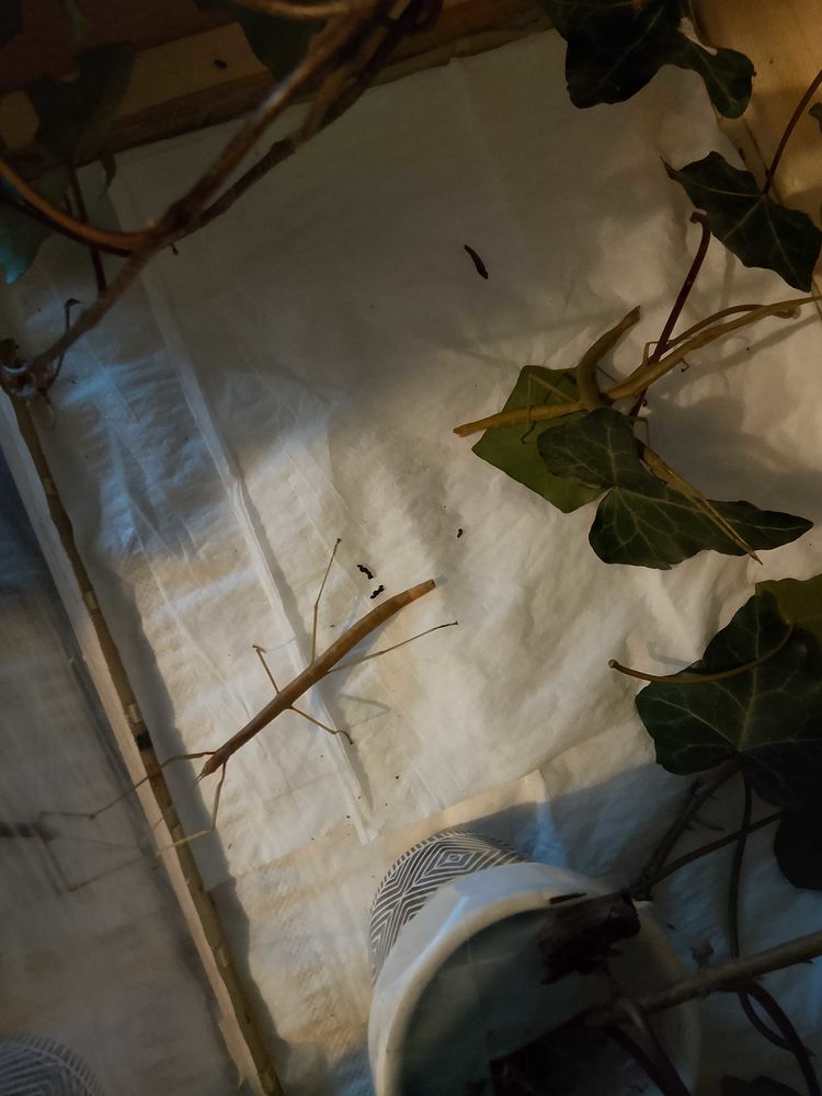 oeufs de phasme 4 Beaupr�au (49)