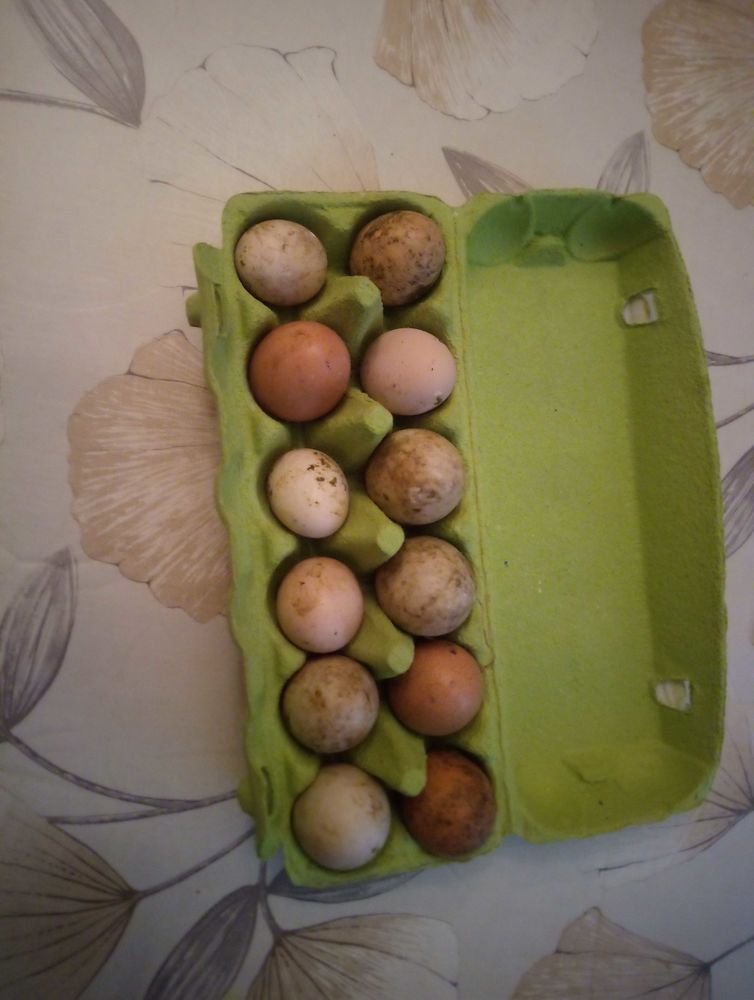 oeufs bio 2 Combrand (79)