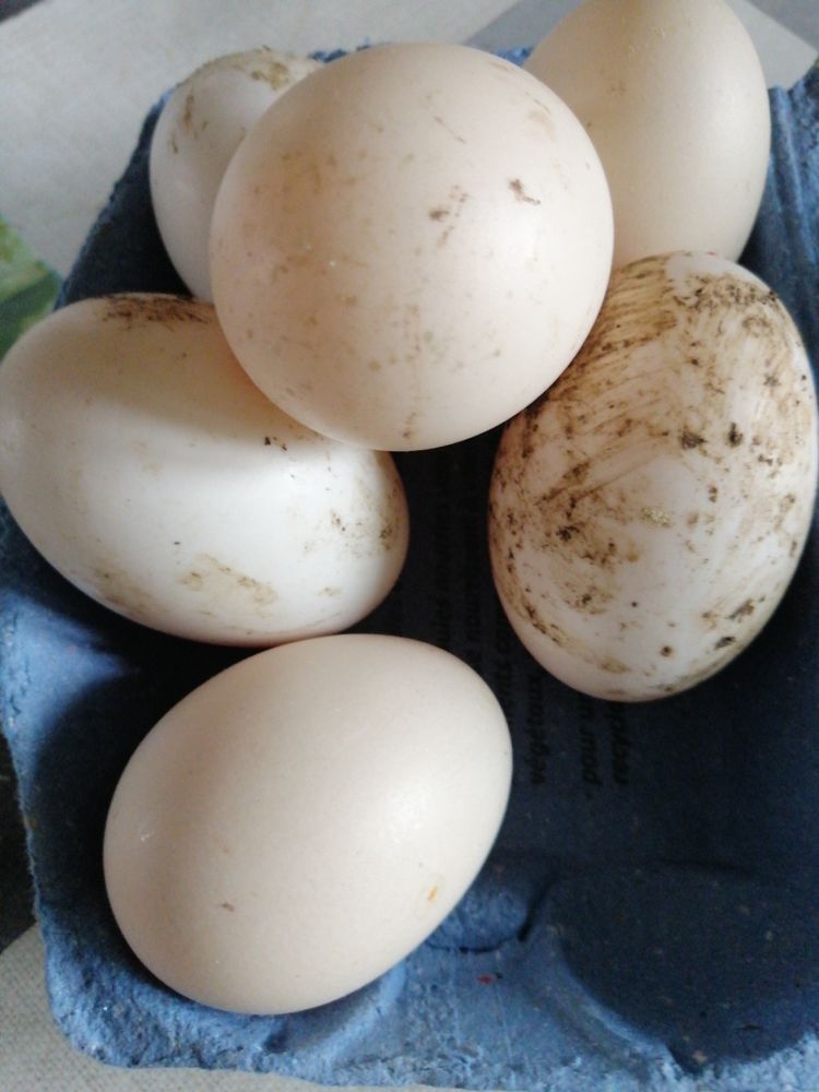 ?ufs d. Oies et Cannes 2 La Goutelle (63)