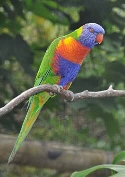 oiseau 10 Oyonnax (01)