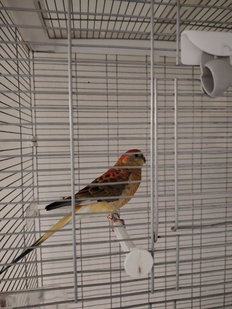 oiseaux+femelle+croupion 80 Boucau (64)