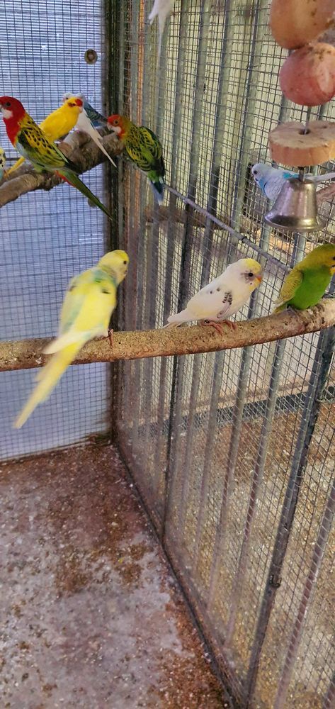 oiseaux perruches ondul�es 10 Gonneville-sur-Scie (76)