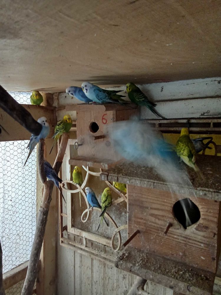 oiseaux 8 Jargeau (45)