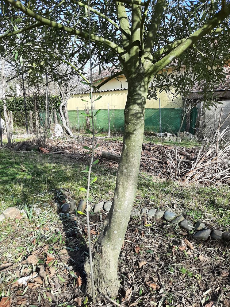 OLIVIER - Arbre fruitier - Olives 250 Mont-de-Marsan (40)