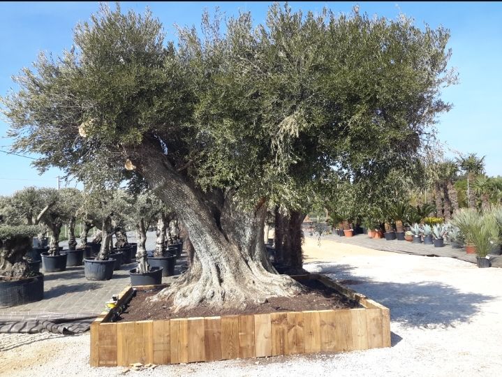 Olivier mill�naire 10000 Manosque (04)