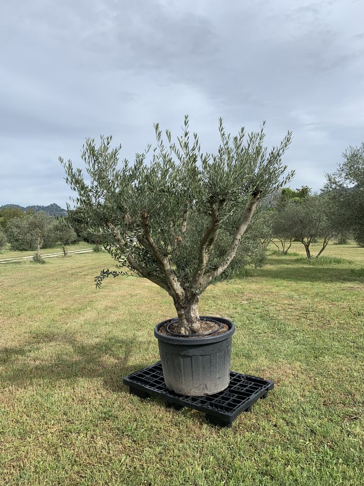 Olivier du moment 396 Peyrolles-en-Provence (13)