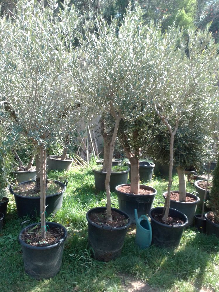 olivier toutes taille 100 Grignan (26)