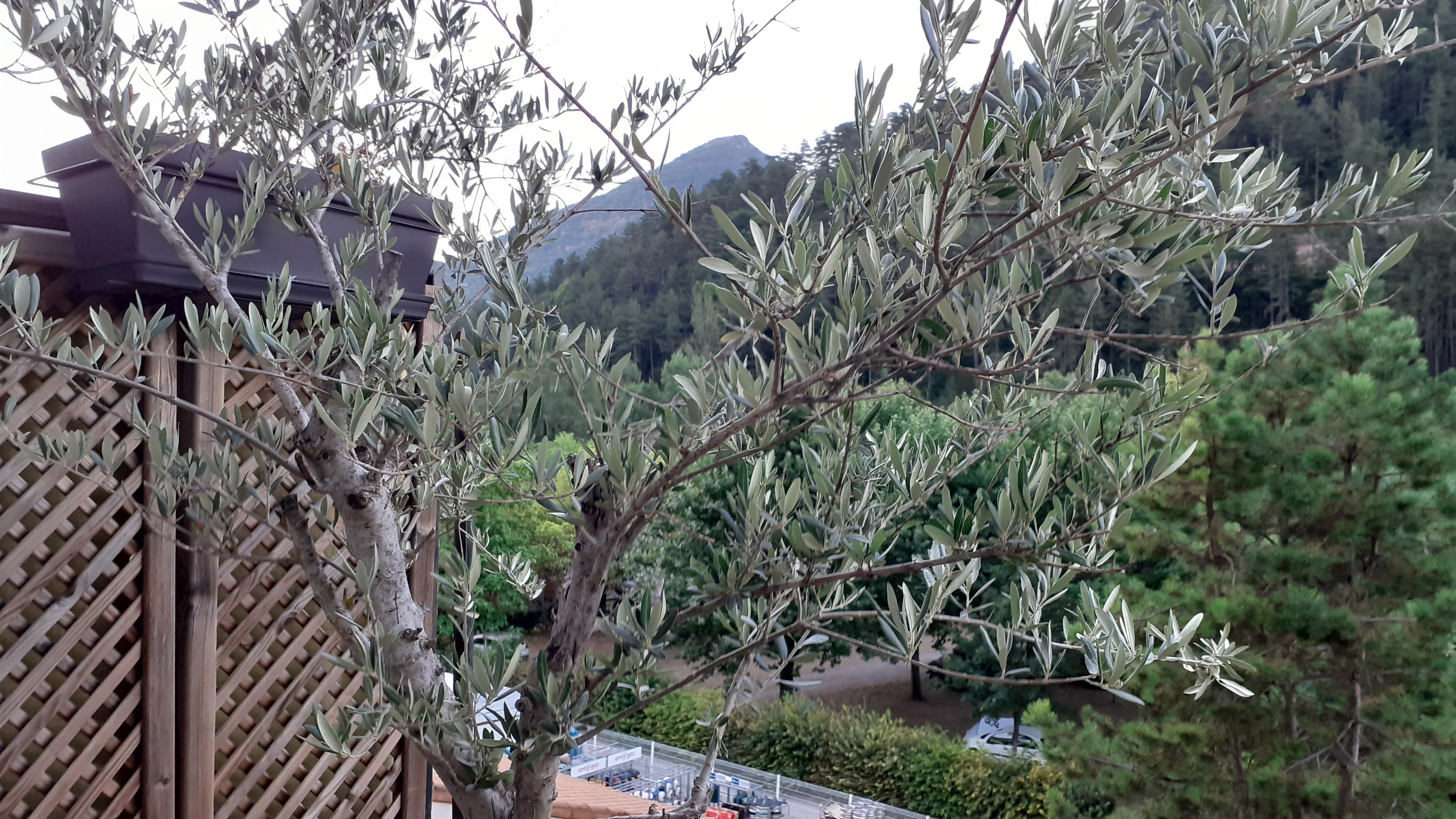 olivier 80 Ch�tillon-en-Diois (26)