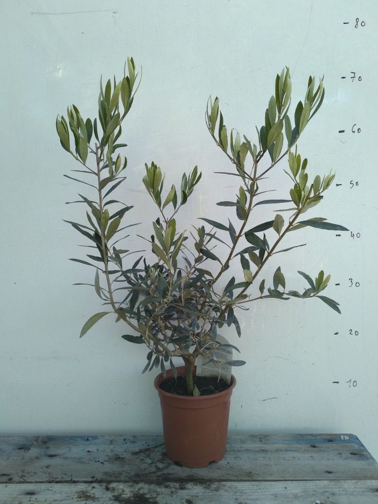 Olivier en pot de 14 14 Cuers (83)