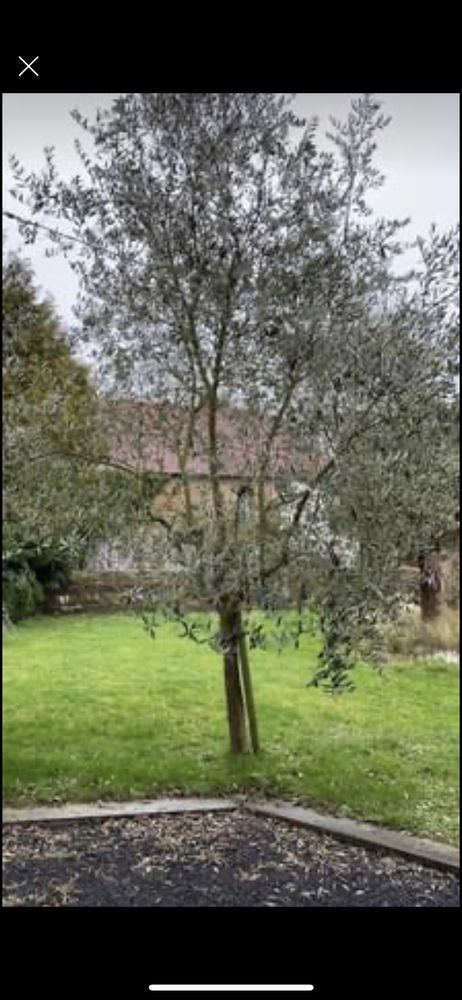 Oliviers arbre 0 Carantilly (50)