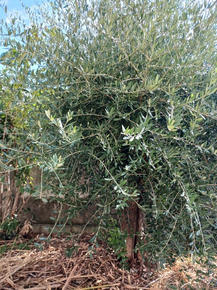 oliviers 130 Orange (84)