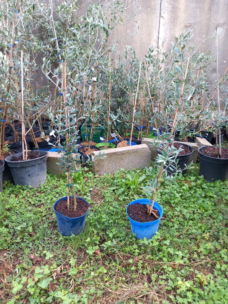 Oliviers 70 Grignan (26)