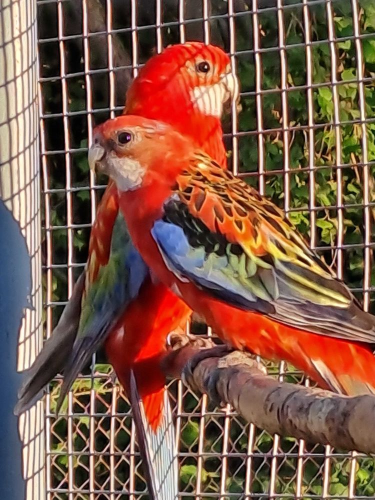 omnicolor 80 Dreux (28)