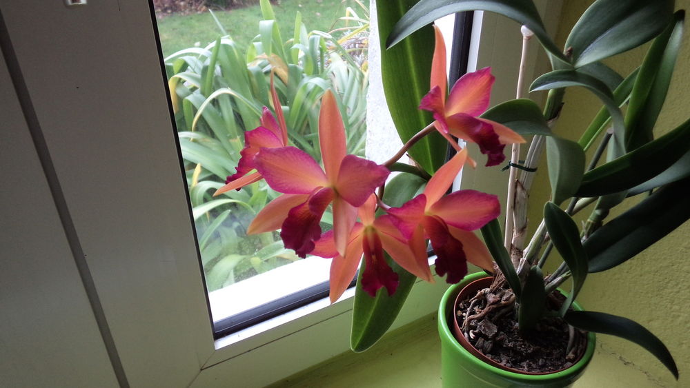 orchid�e cattleya 14 Fouesnant (29)