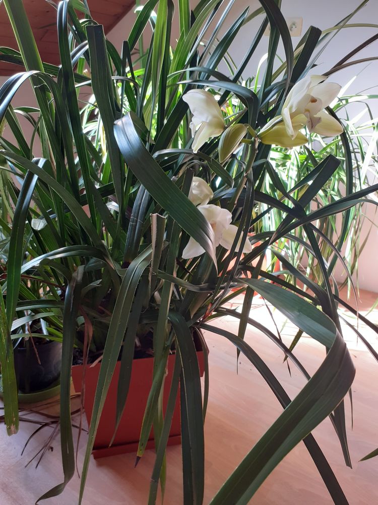 Orchid�e  cyndidium 40 Le Theil (61)