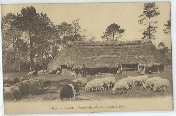 Pacage des moutons devant le parc 4 Castel-Sarrazin (40)