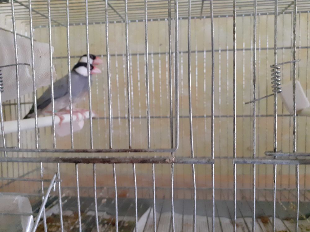 padda 35 M�con (71)