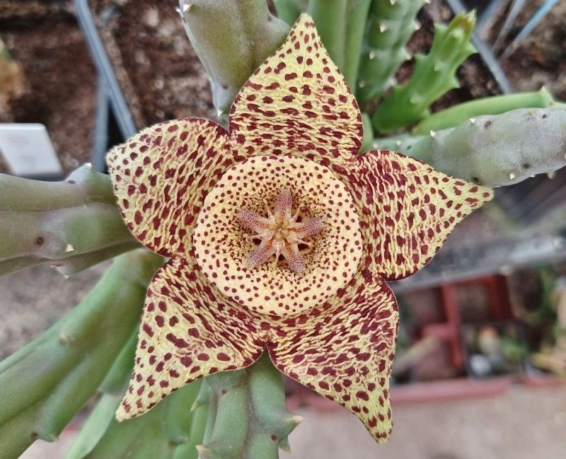 Palette Botanique: Cinq Tr�sors Succulentes originales 15 Usson-en-Forez (42)