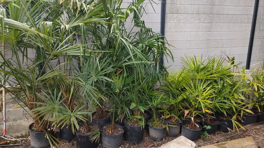 Palmier Chamaerops excelsa 20 Fondettes (37)