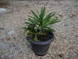 palmier chanvre en pot ( variété trachycarpus) 5 St Symphorien (35)