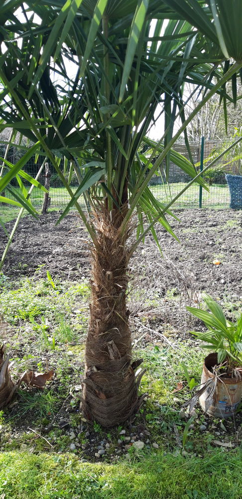 PALMIER CHANVRE,1,80 m 50 Bours (65)