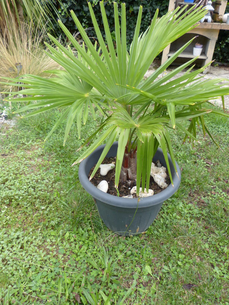 PALMIER   CHANVRE 25 Toulouse (31)