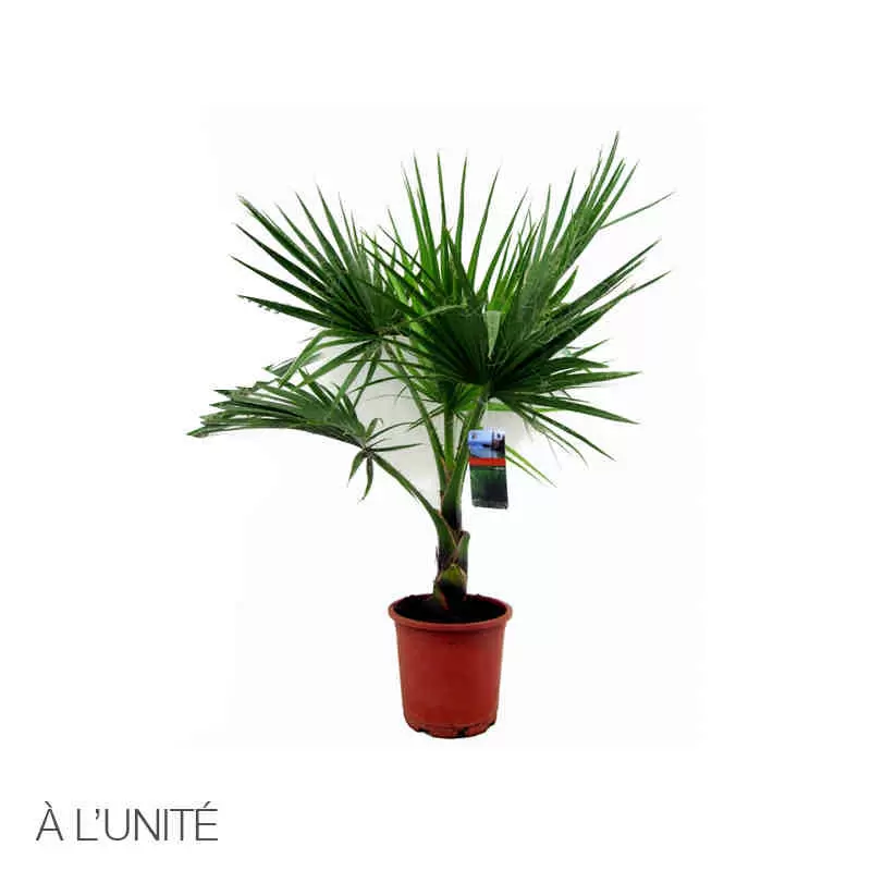 PALMIER DE CHINE 20 Lorris (45)