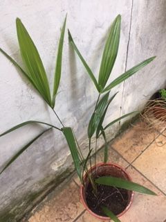 Palmier  dattier chinois tr�s d�coratifs sympas exotiques; 
8 Maisons-Alfort (94)