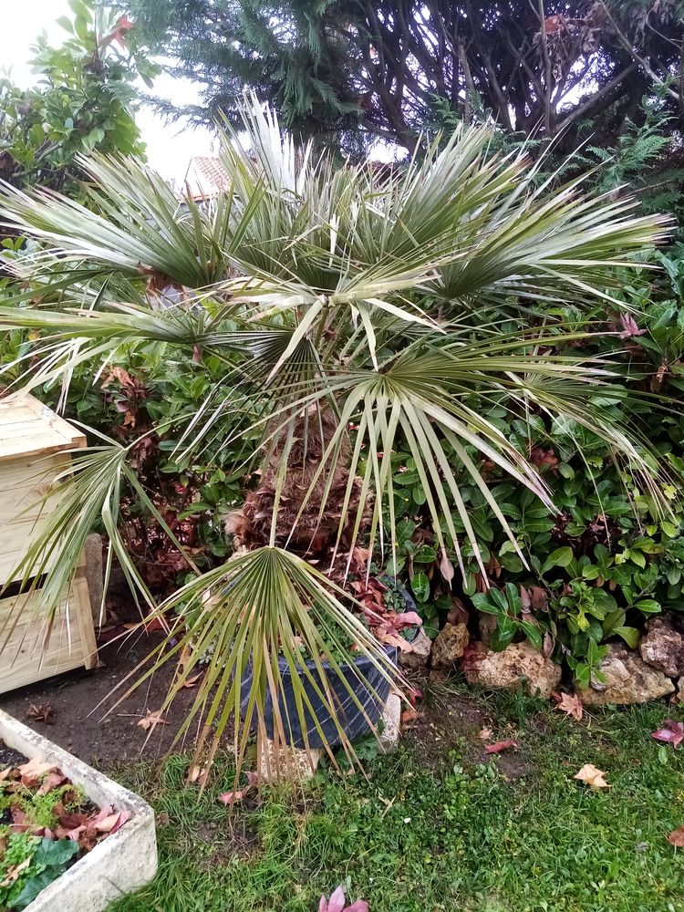 Palmier dattier 50 Brugui�res (31)