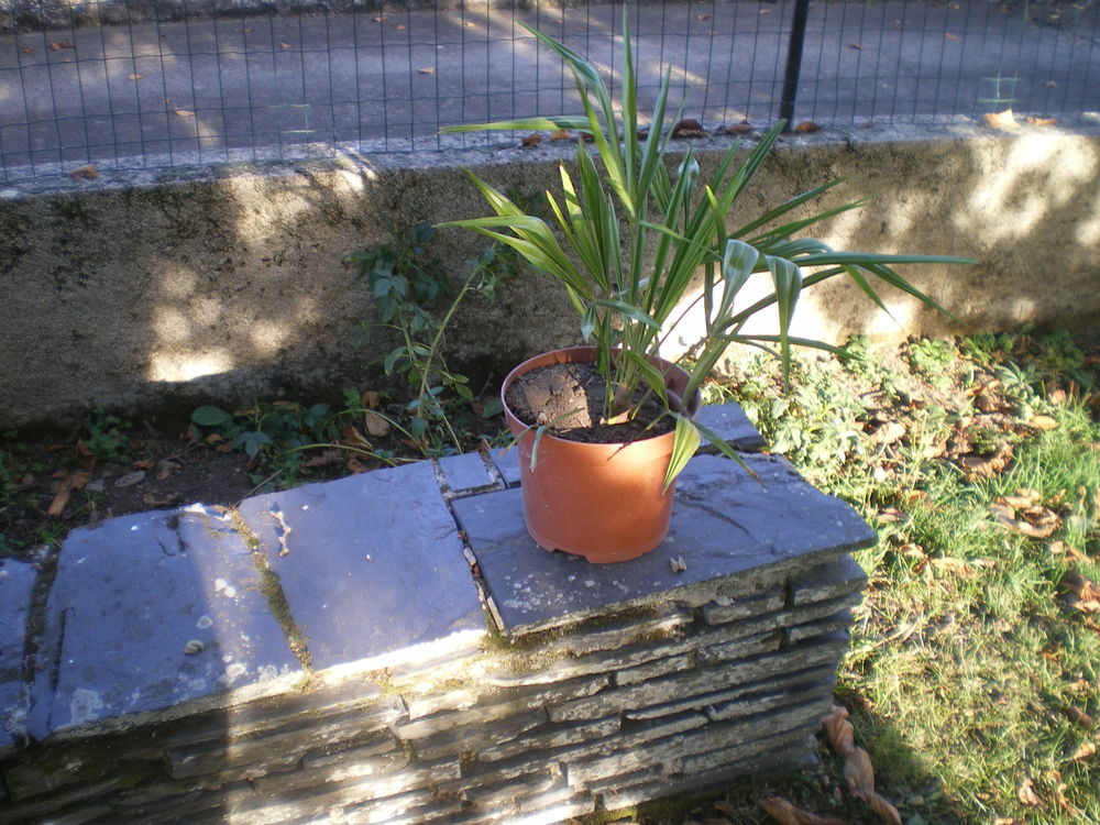 palmier dornement plus grand 10 Laloub�re (65)